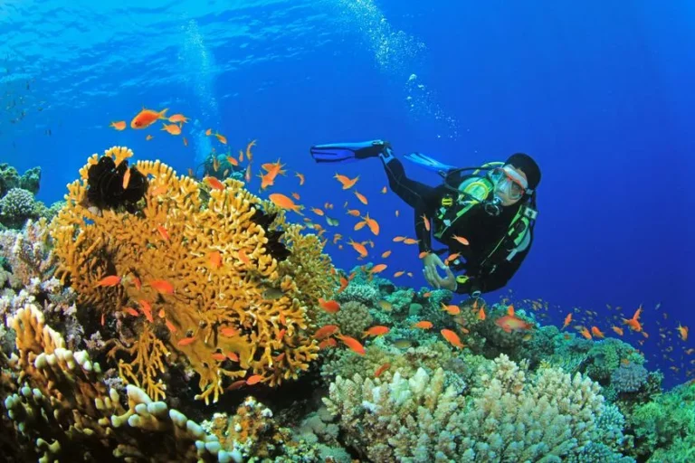 Best Reef Diving in the US: A Definitive 2026 Editorial Guide