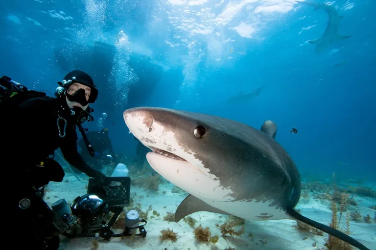 Top Shark Diving in America: The Definitive 2026 Editorial Guide
